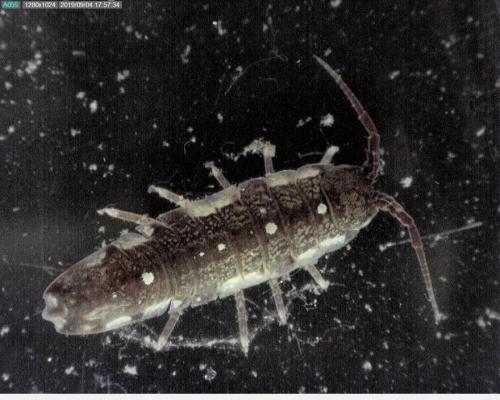 Idotea balthica